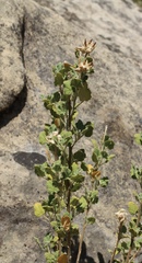 Malacothamnus lucianus