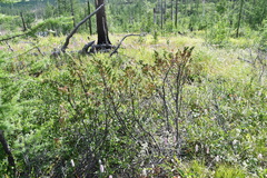 Juniperus communis saxatilis