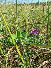 Lathyrus japonicus