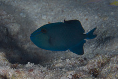 Odonus niger