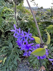 Petrea