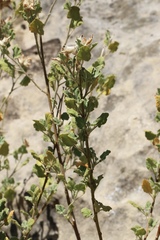 Malacothamnus lucianus