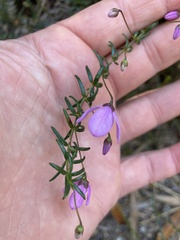 Tetratheca ericifolia