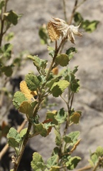 Malacothamnus lucianus