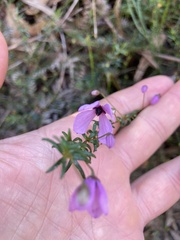 Tetratheca ericifolia
