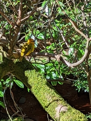 Ploceus castaneiceps