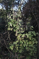Cissus striata