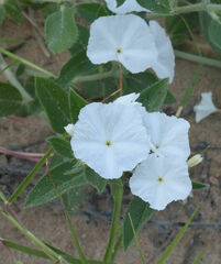 Euploca convolvulacea