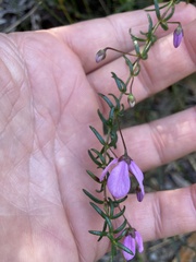 Tetratheca ericifolia