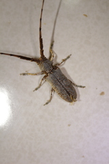 Protomocerus pulcher