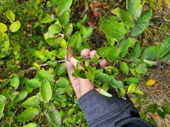 Lonicera