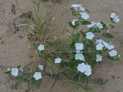 Euploca convolvulacea