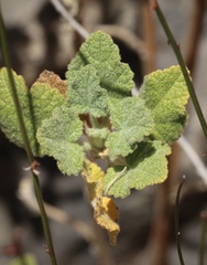 Malacothamnus lucianus