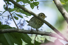 Catharus ustulatus