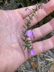 Tetratheca ericifolia