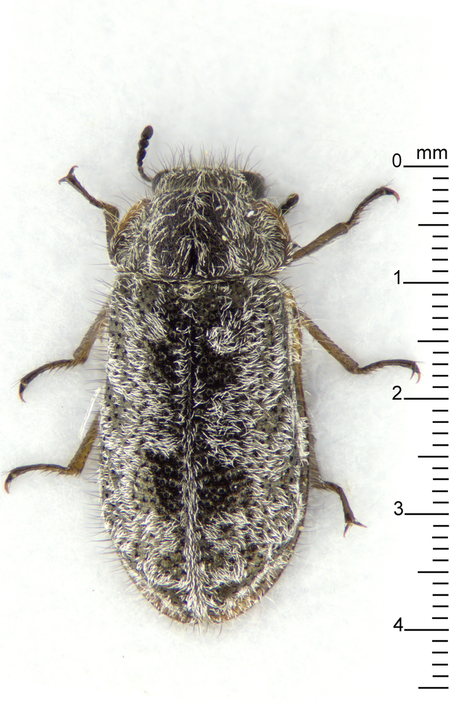 Grynoma