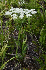 Pleurospermum uralense