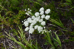 Pleurospermum uralense
