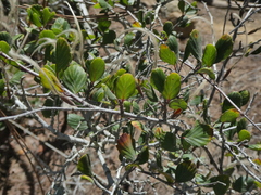 Cercocarpus minutiflorus