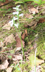 Spiranthes ovalis