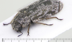 Cleroidea