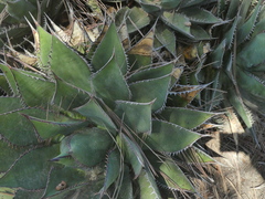 Agave shawii shawii