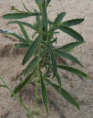 Croptilon hookerianum