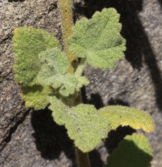 Malacothamnus lucianus