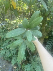 Rhododendron macrophyllum
