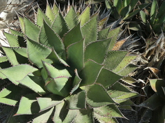 Agave shawii shawii