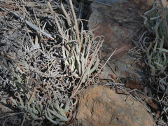 Dudleya edulis
