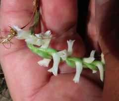 Spiranthes ovalis