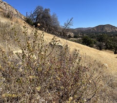 Malacothamnus lucianus