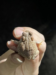 Anaxyrus microscaphus