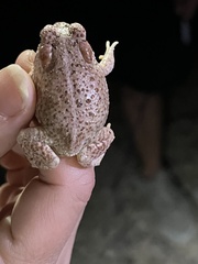 Anaxyrus microscaphus