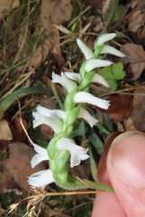 Spiranthes ovalis