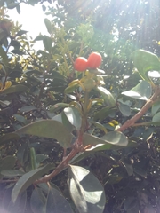 Gaiadendron punctatum