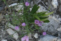 Ipomoea costellata