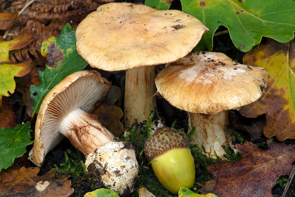 Phlegmacium mediterraneense