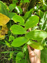 Uvularia grandiflora