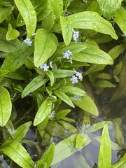 Myosotis scorpioides