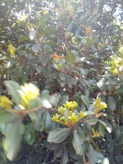 Gaiadendron punctatum