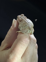 Anaxyrus microscaphus