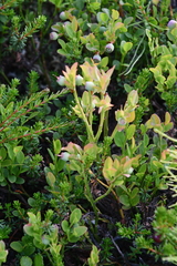Vaccinium myrtillus