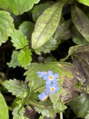 Myosotis scorpioides