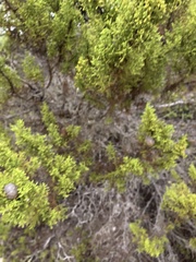 Cupressus goveniana