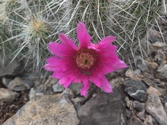 Echinocereus