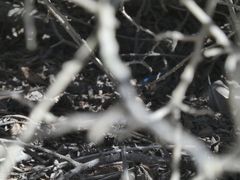 Aspidoscelis hyperythrus