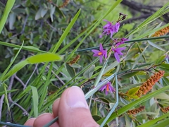 Olsynium scirpoideum