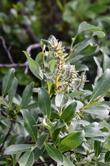 Salix glauca